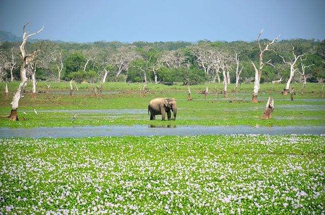 Yala National Park